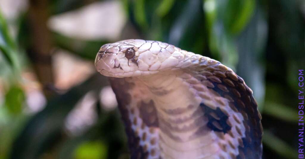 cobra